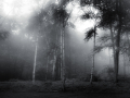 DSCF4461