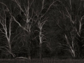 DSCF7876