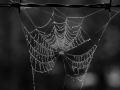 DSCF8300631