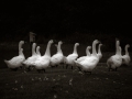 dscf4728