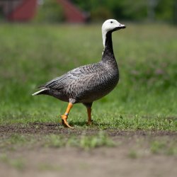 RipleyWaterfowl2026